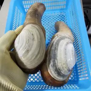 국내산 코끼리조개 1kg(2~4미)