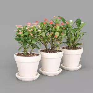 꽃기린 야생화 식재 세트 꽃모종 봄꽃 다년초 노지월동