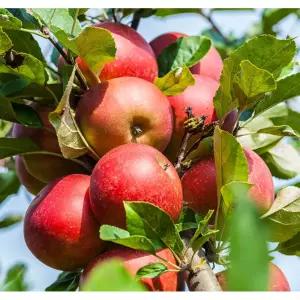 서울농원묘목/기둥 사과나무 접목2년생 분묘 묘목 정원수 추천 