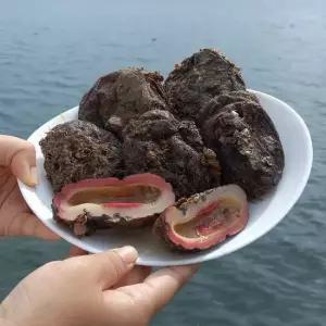 횟감용 통영 돌멍게 1kg 2kg