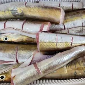 여수 갯장어 탕용 800g(3~5미)