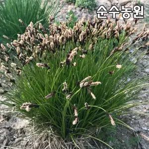 감둥사초 모종 4치포트 10개/그라스/사초류/다년초/포인트조경