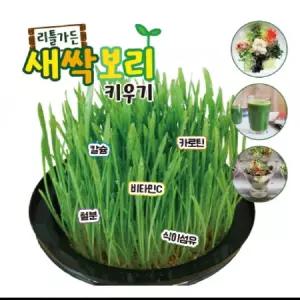 리틀가든 새싹보리 키우기 랜덤 1개