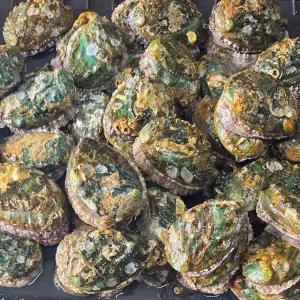 산소포장 활전복 대 8-9미 1kg