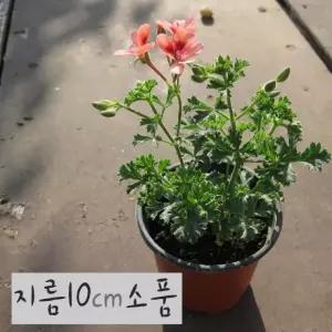랜디 제라늄화분 소품 엔젤아이즈오렌지 (좋은흙만 구문초) 사용) (주황색