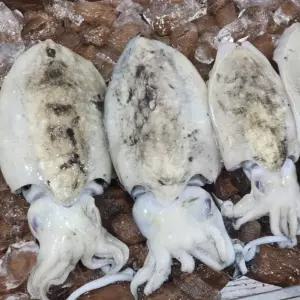 갑오징어 1kg 냉동 국내산