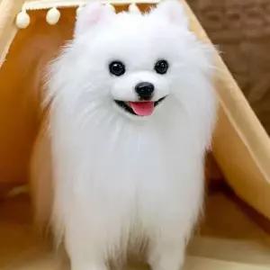 포메라니안 인형 강아지 리얼 진짜같은 강아지인형 귀여운
