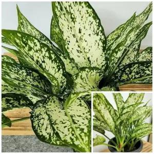 실내 화초 스노우사파이어 약35cm 대형식물 사무실식물 키우기좋은식물 가게오픈선물