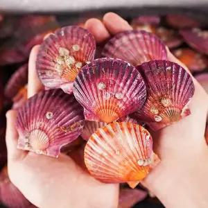 [당일조업] 제철 통영 홍가리비 1kg (20미 내외)