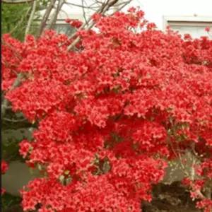 연산홍 묘목 철쭉 나무 아젤리아 베니