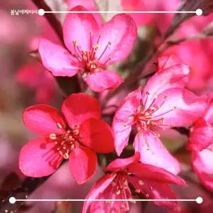 [봄날애제비씨] 꽃사과 로얄레인드롭 (Royal Raindrops) 묘목 접목1년 신품종 꽃사과 나무