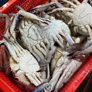 서해안 생물 활꽃게 대 3kg (9미-15미)