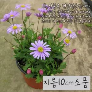 사계국화모종 (노지월동) 지름 10cm 소품화분 (좋은흙만 사용)