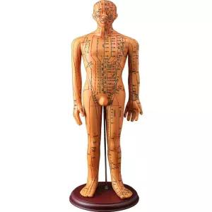 한의원 마네킹 모형 연습 경락 인형 교육 전신 인체 발경혈모델 브론즈남 남성 실습용 구리