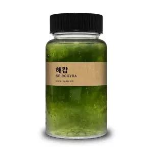 초등학교 실험 관찰생물 녹조류 해캄 100ml
