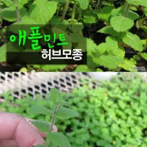 민트 (식용허브 허브티 모히토 노지월동) 허브모종 10개 카페 베이커리 정원 아파트