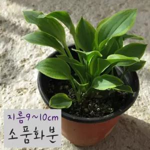 황금미니비비추 (황금옥잠화모종 호스타 노지월동) 지름 9cm 소품화분 (좋은흙만사용)