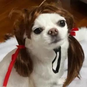 친절한탄씨 강아지 양갈래 헤어밴드 애완동물 귀모양 스타일 가발 강아지 스타일링 양갈래 가짜머리