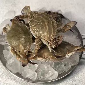 [자연맛남][산지직송] 국내산 제철 활 암꽃게 3kg 9-15미