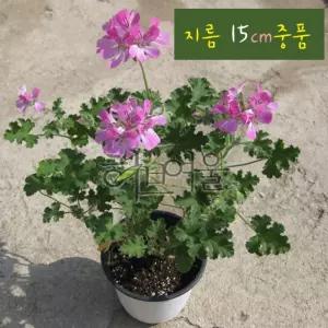 모기퇴치 구문초) 15cm 허브화분 제라늄 (라임향 지름 카피타툼핑크 중품