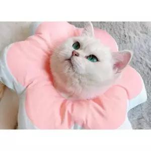 [반려] 플라워 1P 보호 수술 핑크 키티요요 S 고양이 넥카라