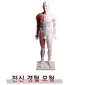 한방병원 한의원 한의학 교육용 경락 혈표시 전신 경혈 모형 인체모형 850mm 경혈표시모형