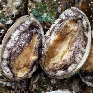 완도 전복 1kg 대(10-11미 내외)