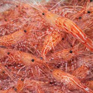 국내산 활 독도새우 500g