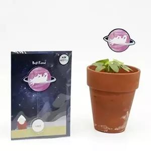 고품질 어린이 나팔꽃 씨앗 키우기 우주 새싹 키우기 세트 카드 식물 나팔꽃 WFLW373