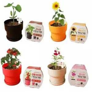 패밀리 소형 화분 씨앗 흙 재배 Kit 4개 세트 베란다텃밭