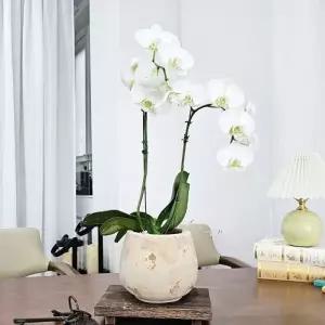 미니 롱 볼 토분 화분 14x14cm 세라믹 인테리어 화분용기