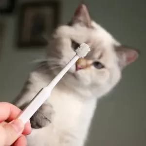 강아지 고양이 칫솔 입냄새 치석제거