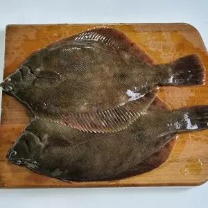 [장보리]국내산 활 도다리 1kg 제철 횟감