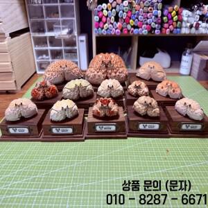 칼라파 게 전 시리즈 실제 표본 특별 수공예품 수집가용 홈 데코 장식품 책상 맞춤
