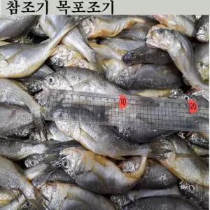 참조기 100마리 바라조기 목포조기 4kg 