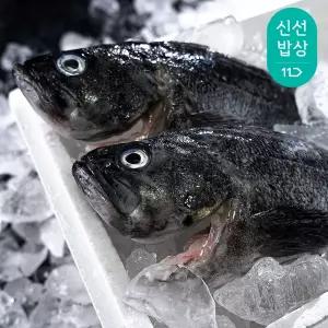 통영 손질 활 우럭 1kg 당일조업 발송 / 손질후 실중량 500g 내외