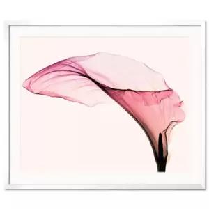 [텐바이텐][비롯] Giant Calla 스티븐 앤 마이어스 인테리어 액자