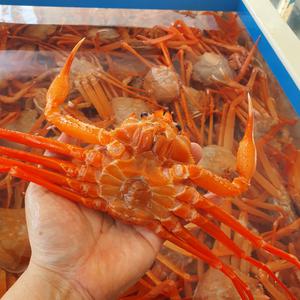 프리미엄 자숙 박달홍게 3kg 에스더블유몰