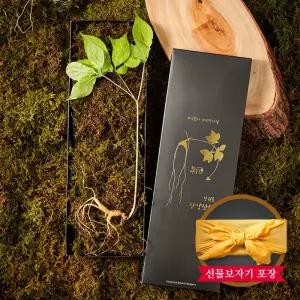 [명가천삼] 강원도 토종 산양삼 산양산삼 선물세트 5~6년근 (1뿌리)