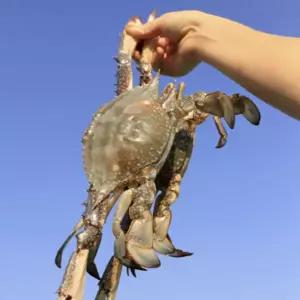[산해직송] 제철 서해안 활 숫꽃게 1kg