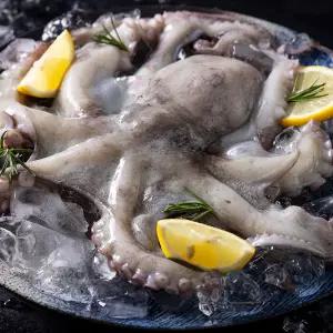 제수용 활 돌문어 1.5kg(1미) /얼음포장/GJ