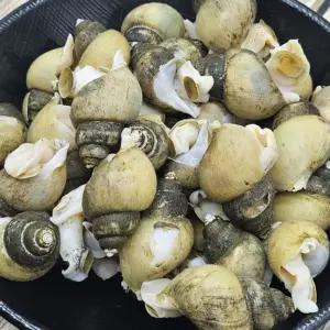 국내산 냉동 골뱅이 1kg