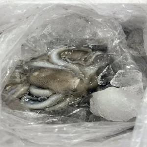 서해안 통통한 활 쭈꾸미 1kg 15미 내외 / 고소함의 끝판왕 최저가 신선 배송