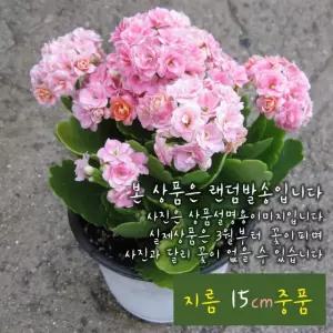 중품다육화분 칼란디바핑크 (핑크색카랑코애) 지름 (좋은흙만사용) 15cm 카랑코에