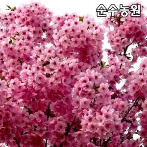 홍벚나무 묘목 접목1년 뿌리묘(특) 2개/벚꽃나무