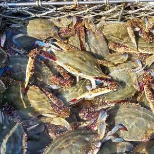 태안 신진도 활 봄암꽃게 1kg (3~5미)