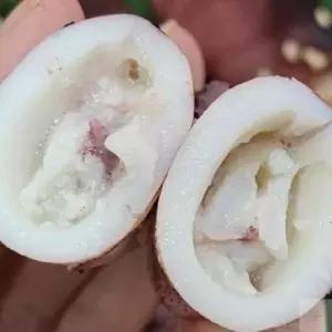 온지니엘 냉동 총알한치  통한치