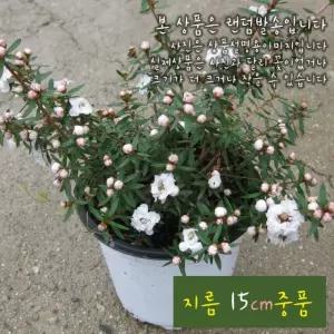 호주매화 흰색 (매화나무 모종)지름 15cm 중품화분 (좋은흙만 사용한 건강한식물)