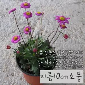 사계국화 진분홍모종 (노지월동) 지름 10cm 소품화분 (좋은흙만 사용)