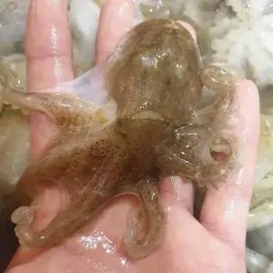 국내산 활 주꾸미 1kg 살아있는 생물 쭈꾸미 당일조업